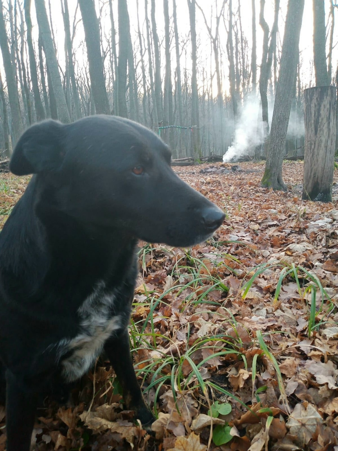 Пропала собака в Воронеже — фото объявления