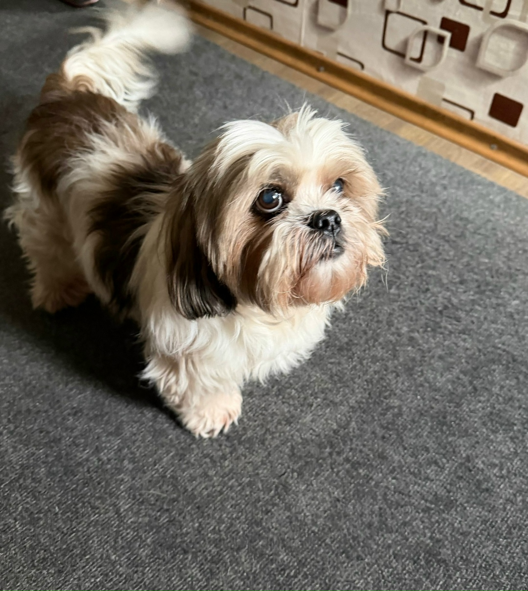 Найдена собака в Воронеже — фото объявления