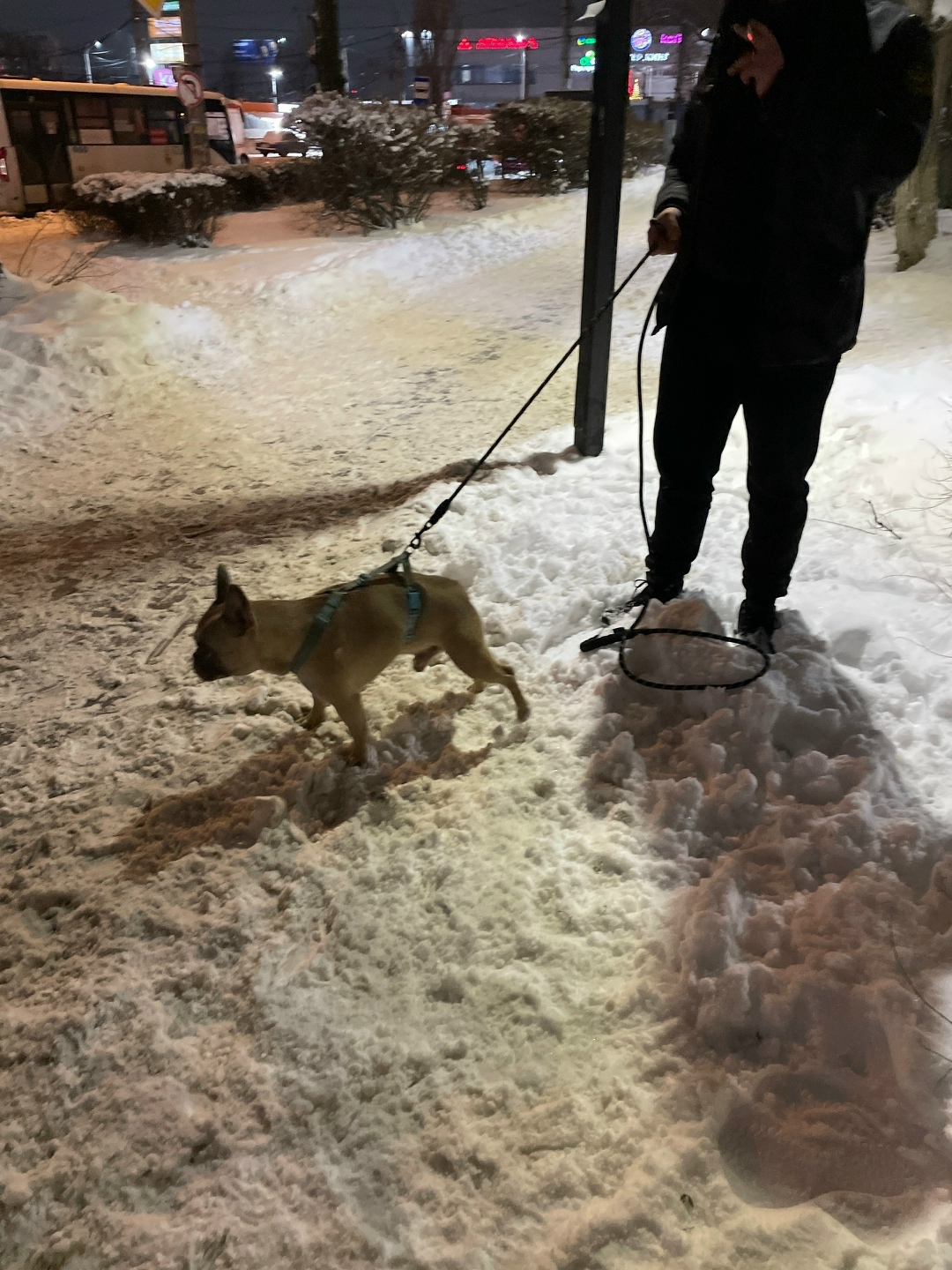 Найдена собака в Воронеже — фото объявления