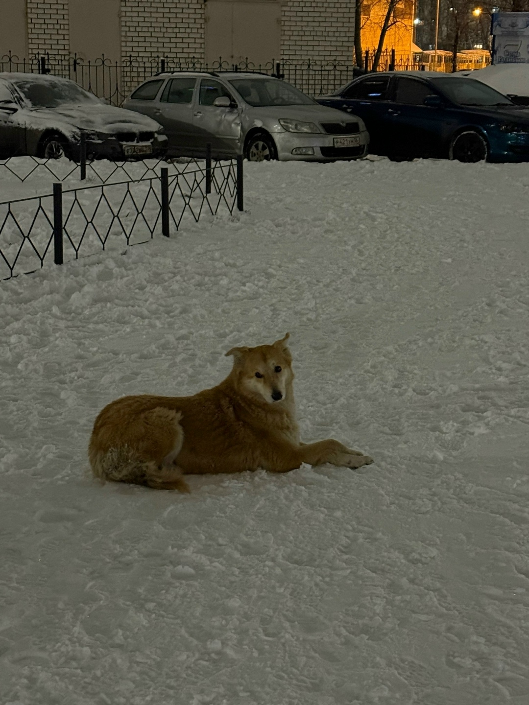 Пропала собака в Воронеже — фото объявления