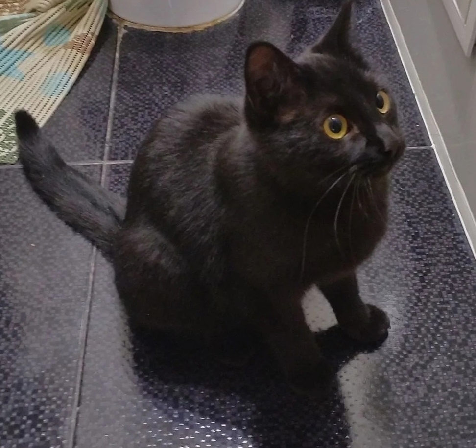 Найдена кошка в Воронеже — фото объявления