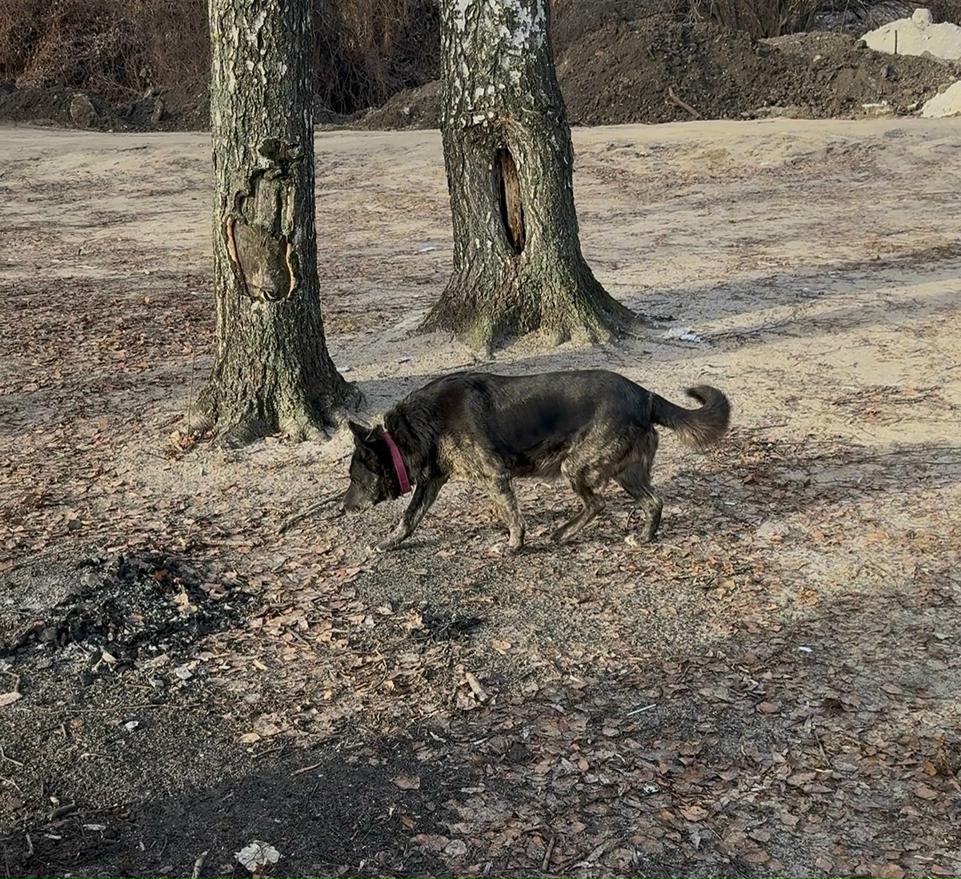 Пропала собака в Воронеже — фото объявления