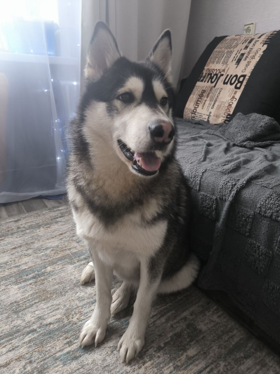 Найдена собака в Воронеже — фото объявления