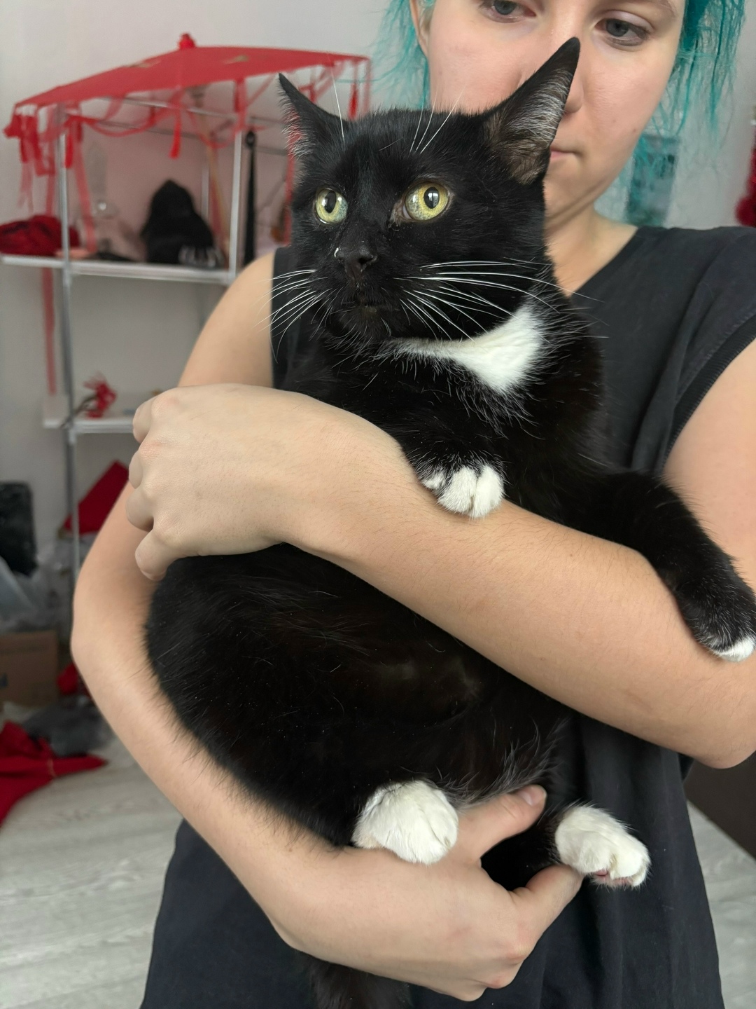 Найдена кошка в Воронеже — фото объявления