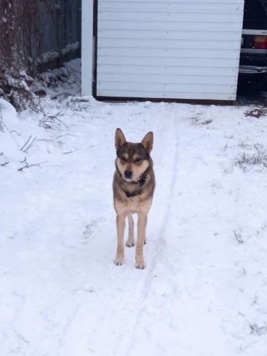 Найдена собака в Воронеже — фото объявления