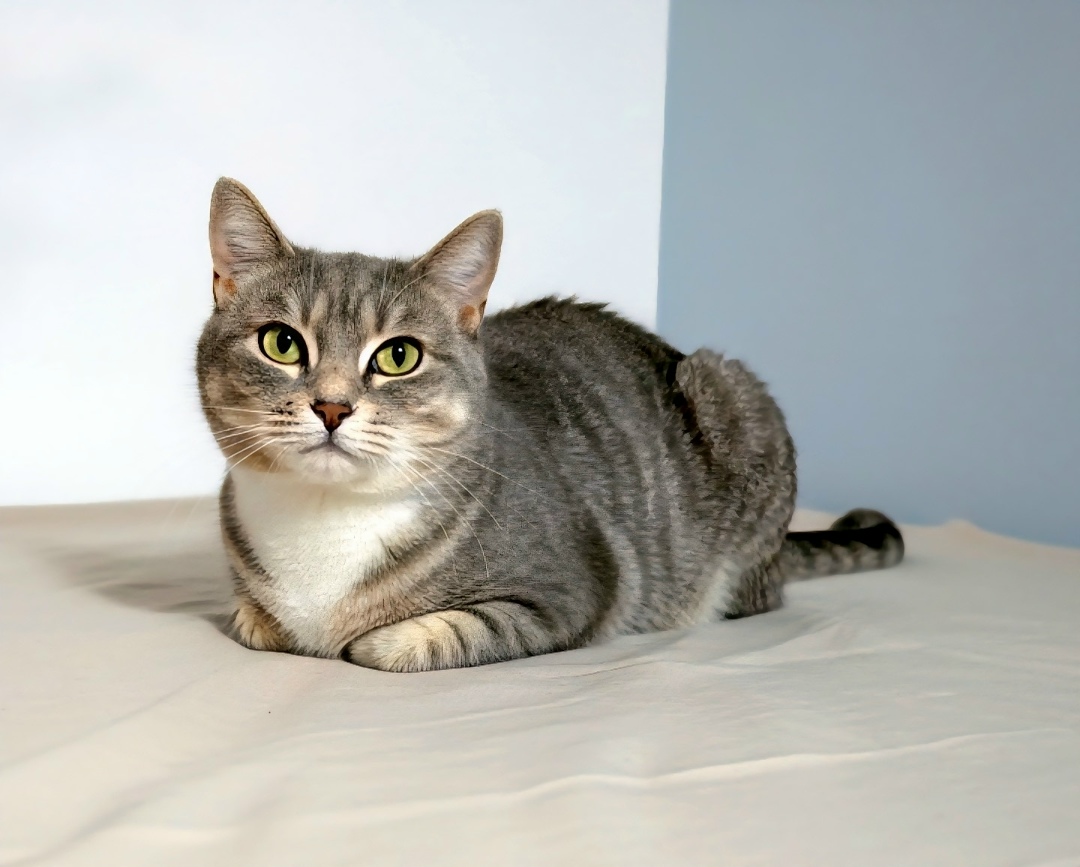 Пропала собака в Воронеже — фото объявления