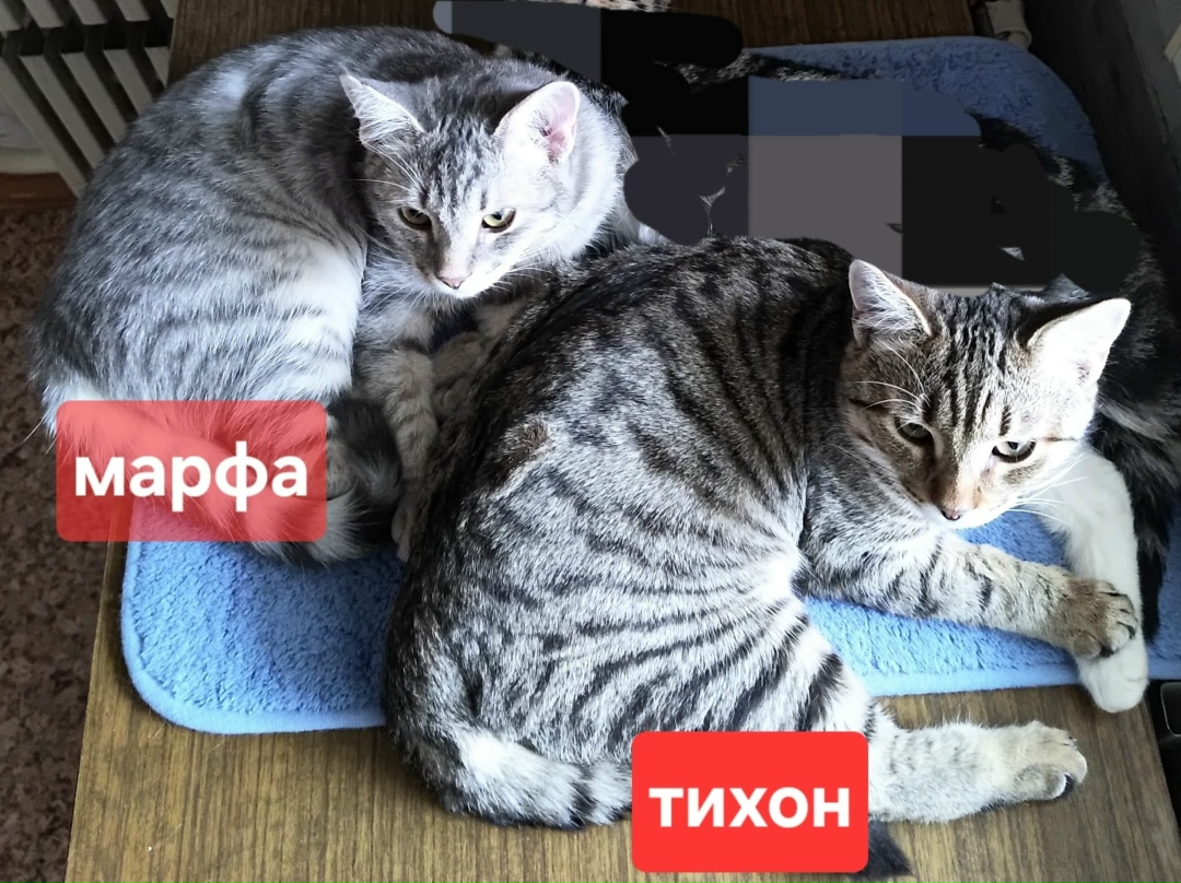 Найдена кошка в Воронеже — фото объявления