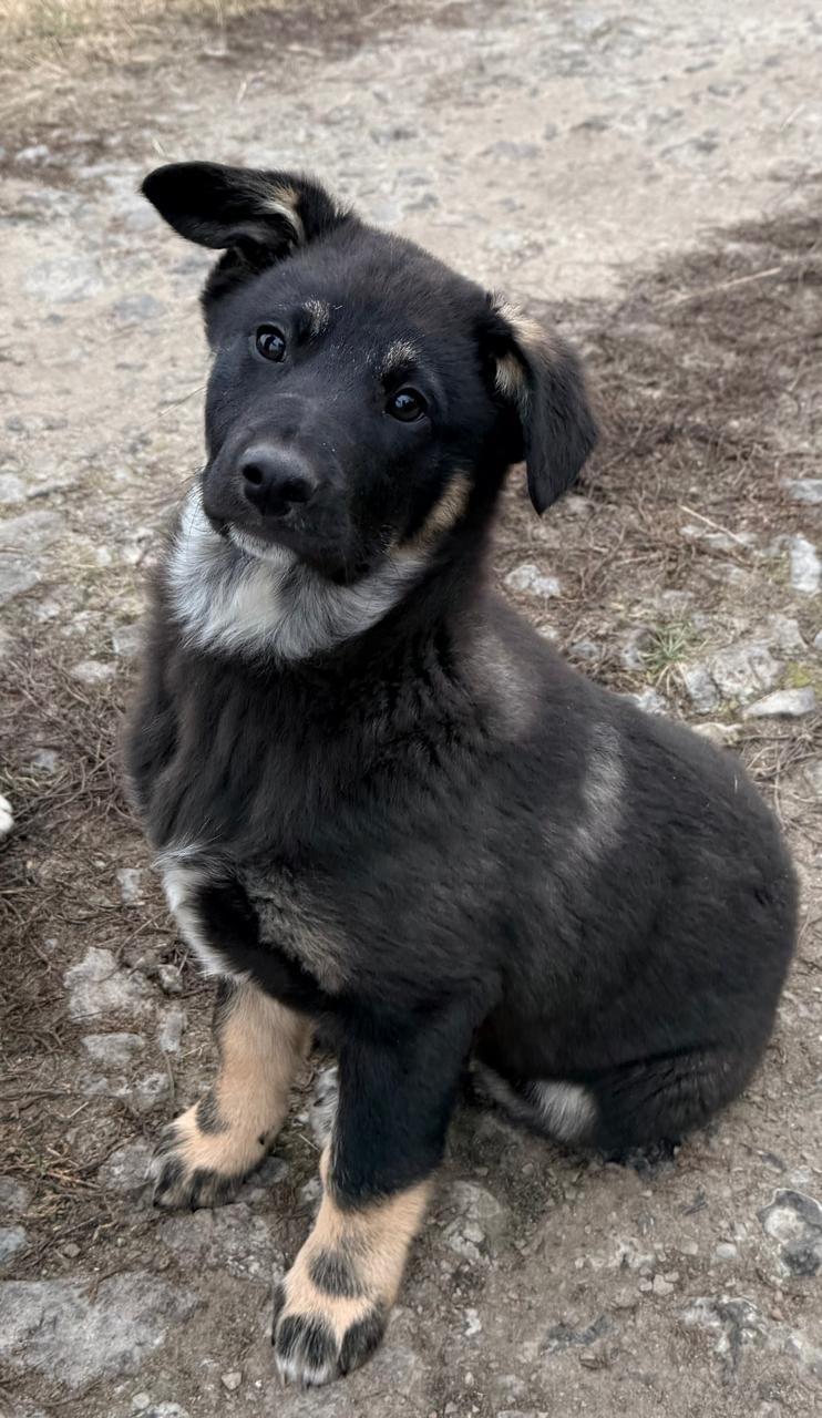 Найдена собака в Воронеже — фото объявления