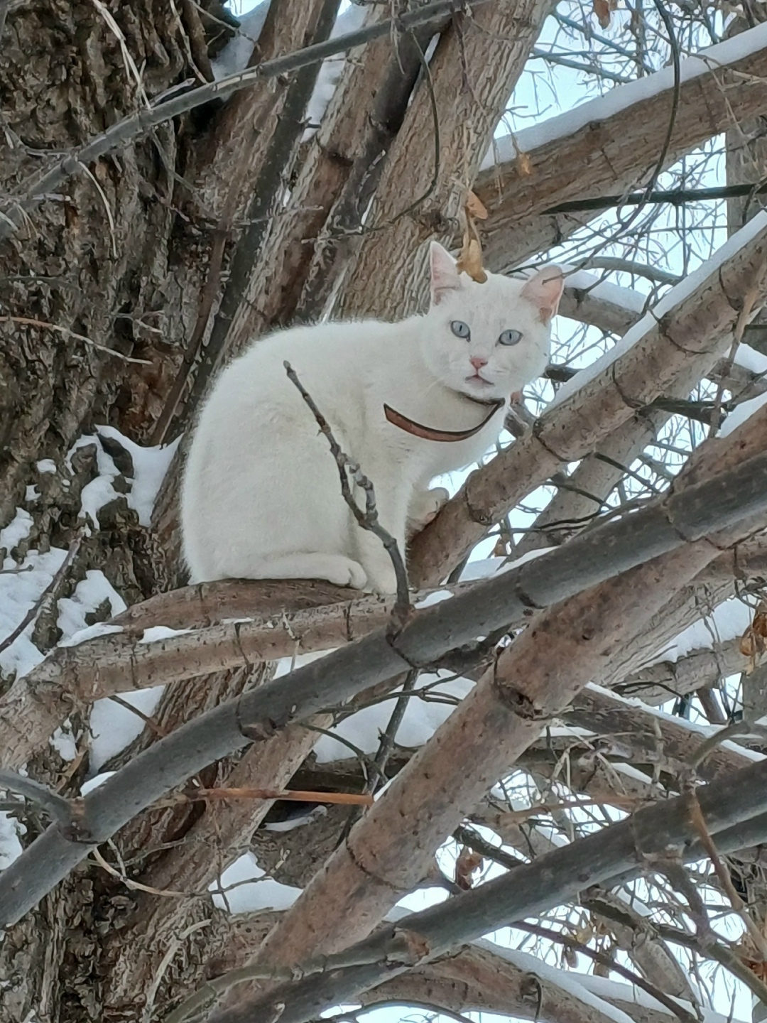 Пропала кошка в Воронеже — фото объявления