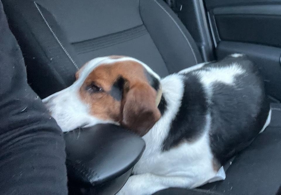 Найдена собака в Воронеже — фото объявления