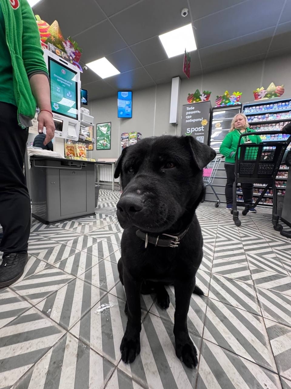 Найдена собака в Воронеже — фото объявления