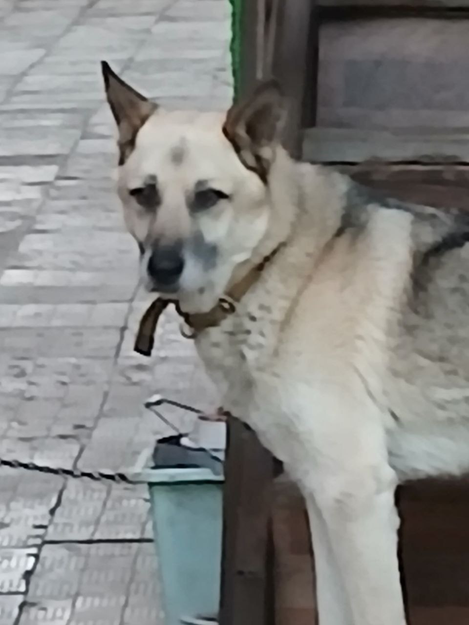 Пропала собака в Воронеже — фото объявления