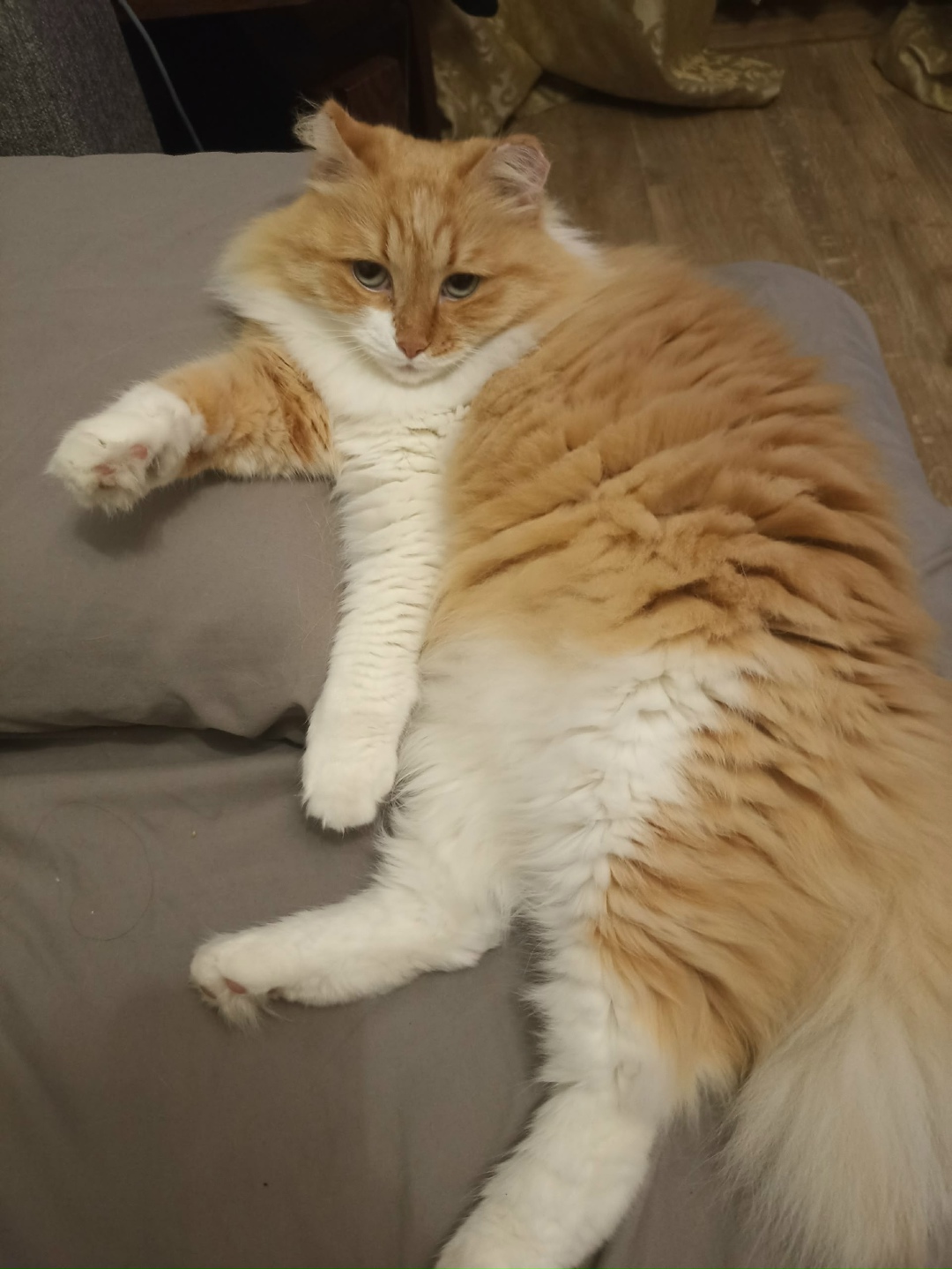 Пропала кошка в Воронеже — фото объявления