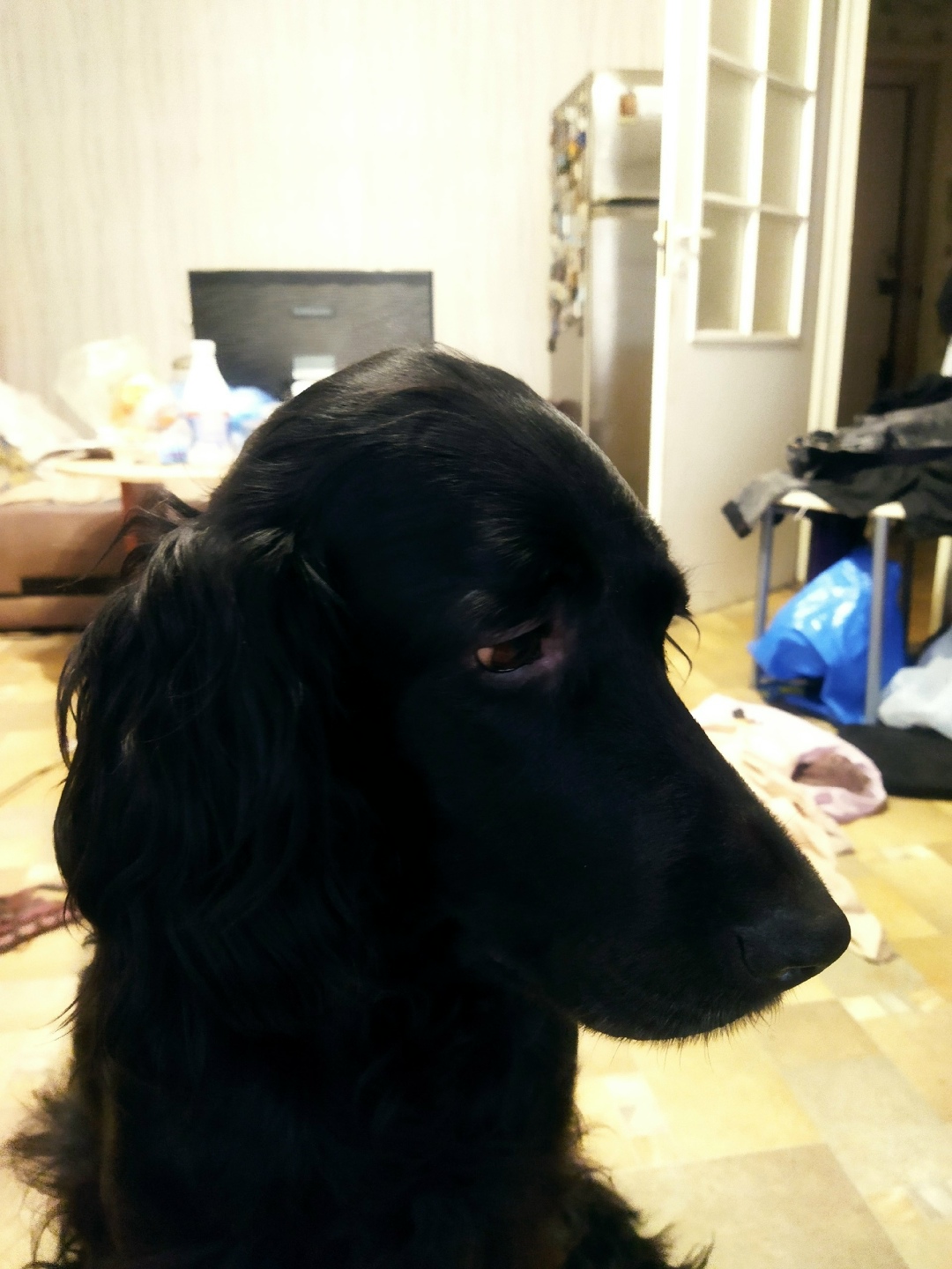 Пропала собака в Воронеже — фото объявления