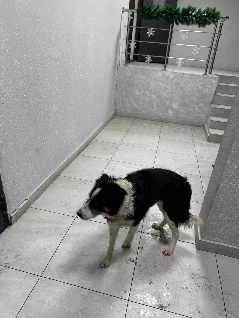 Пропала собака в Воронеже — фото объявления