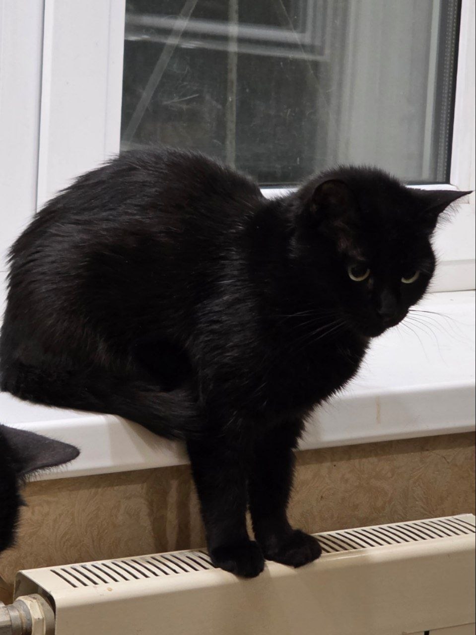 Пропала кошка в Воронеже — фото объявления