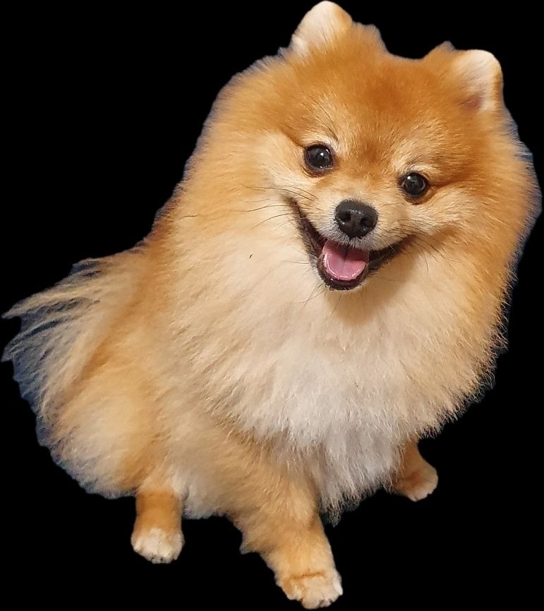 Пропала собака в Воронеже — фото объявления