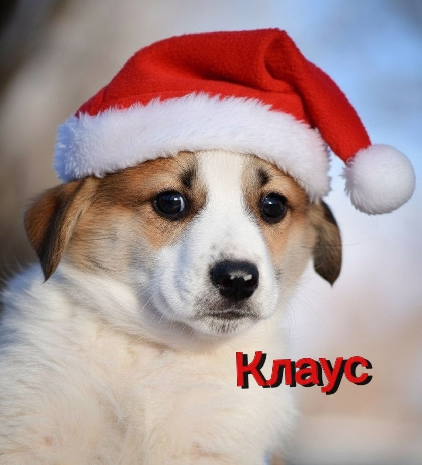 Найдена собака в Воронеже — фото объявления