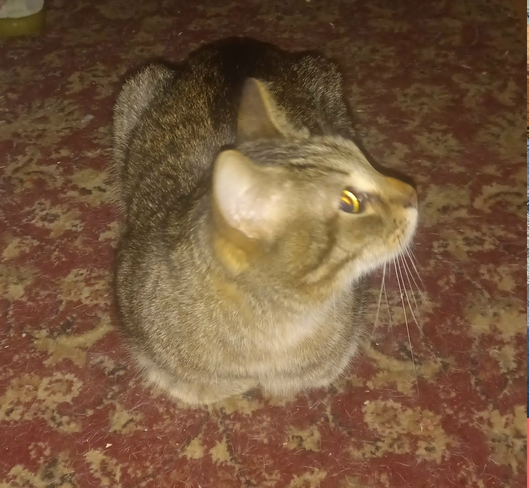 Найдена кошка в Воронеже — фото объявления