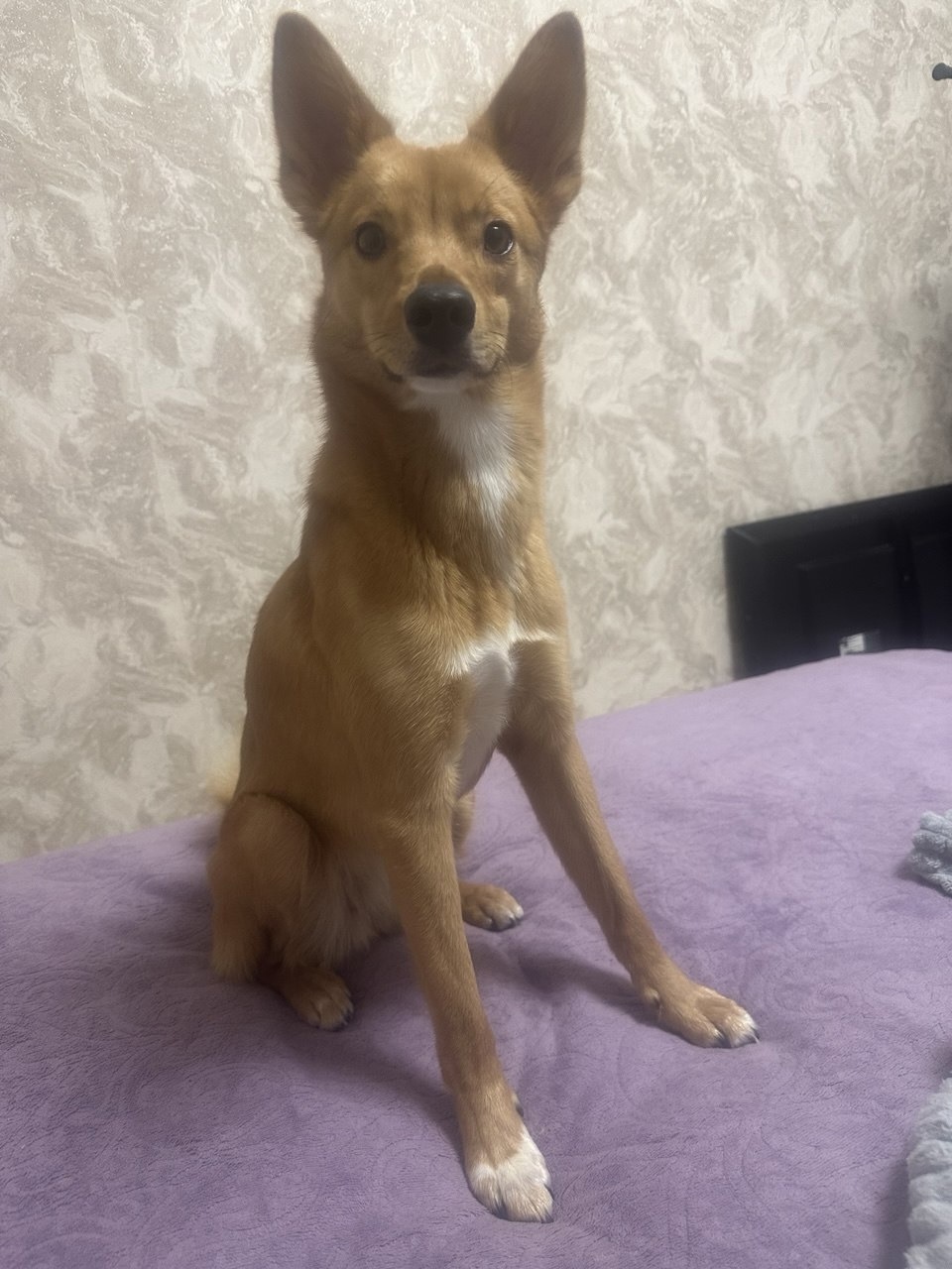 Пропала собака в Воронеже — фото объявления