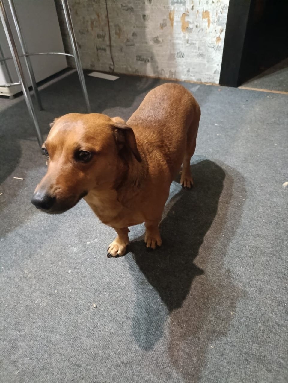 Найдена собака в Воронеже — фото объявления