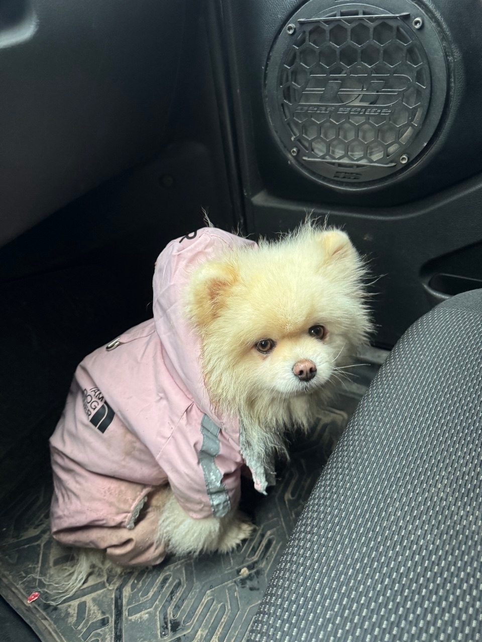 Найдена собака в Воронеже — фото объявления