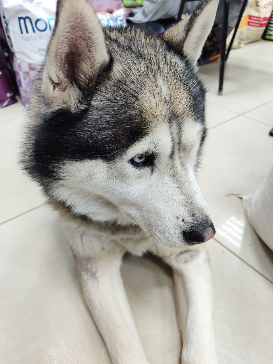 Найдена собака в Воронеже — фото объявления