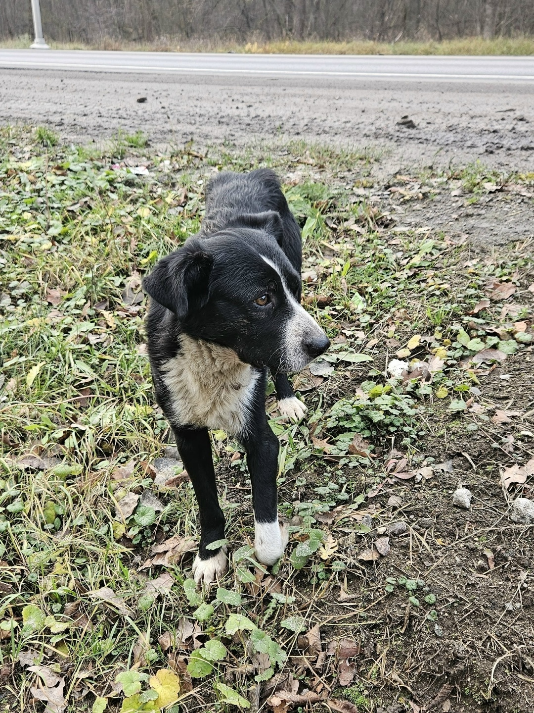 Найдена собака в Воронеже — фото объявления
