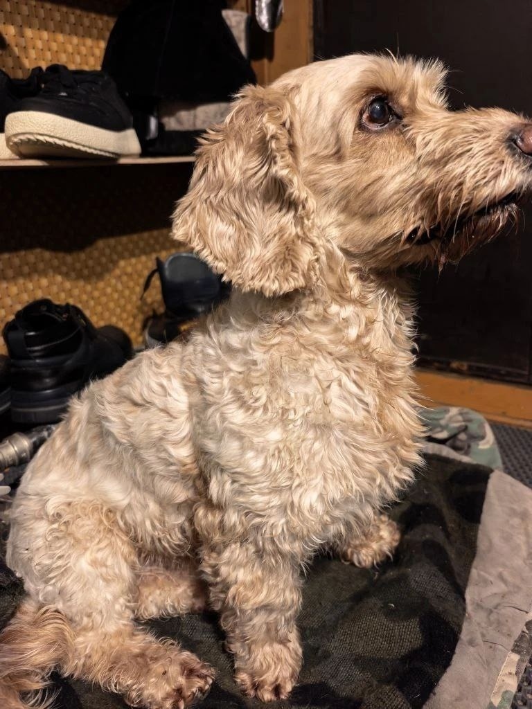 Найдена собака в Воронеже — фото объявления