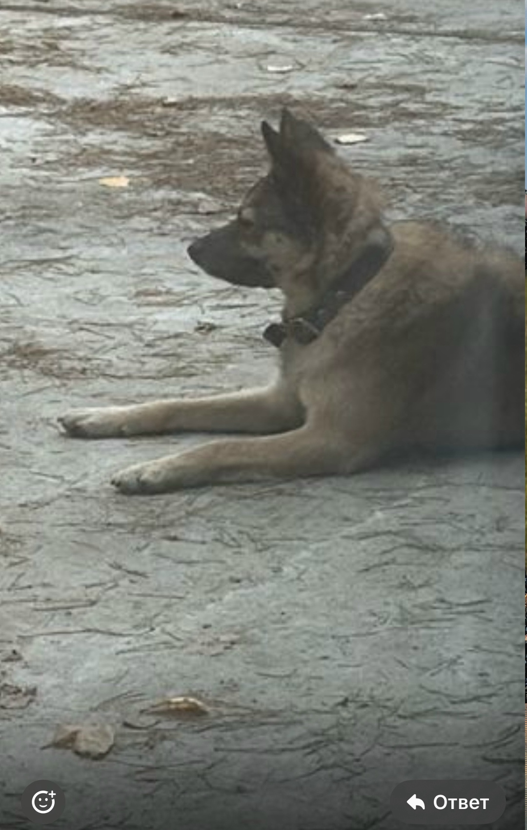 Пропала собака в Воронеже — фото объявления