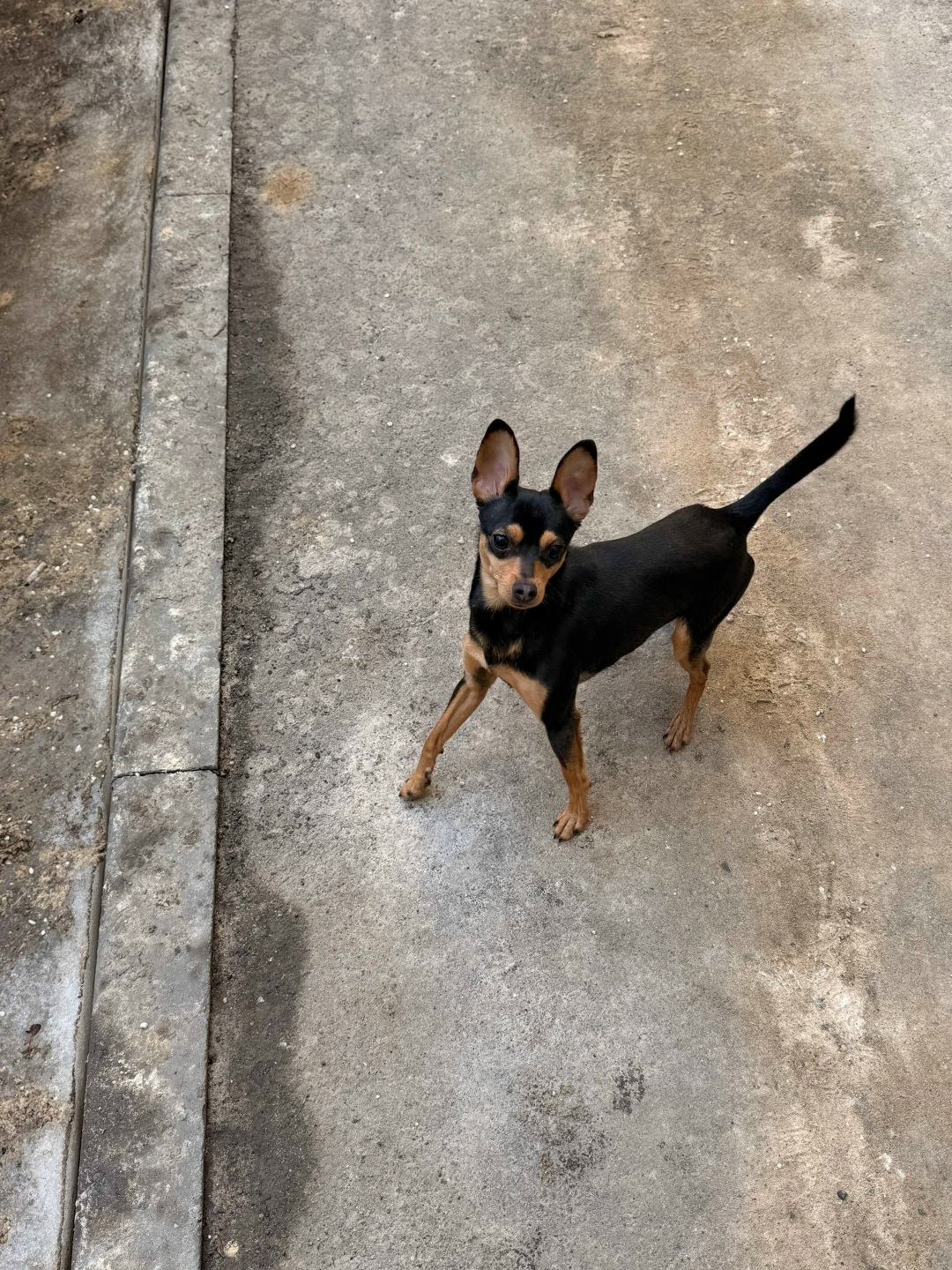 Найдена собака в Воронеже — фото объявления