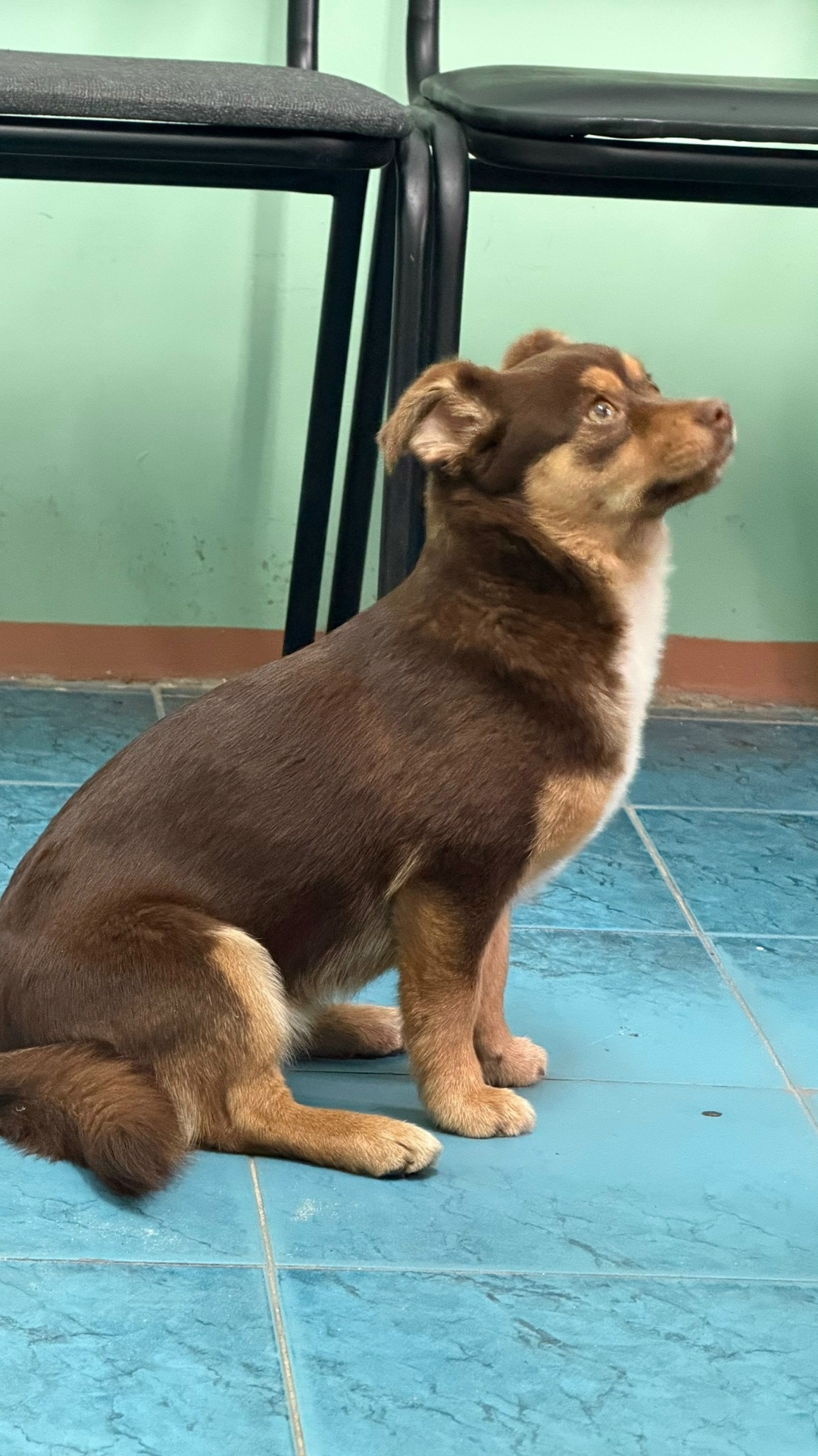 Найдена собака в Воронеже — фото объявления