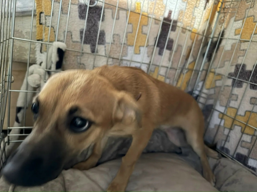 Найдена собака в Воронеже — фото объявления