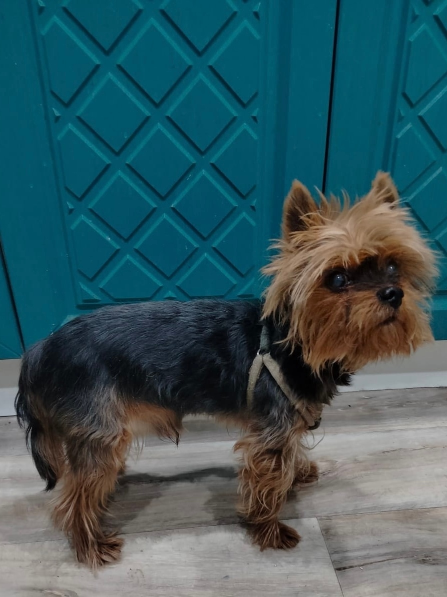 Найдена собака в Воронеже — фото объявления