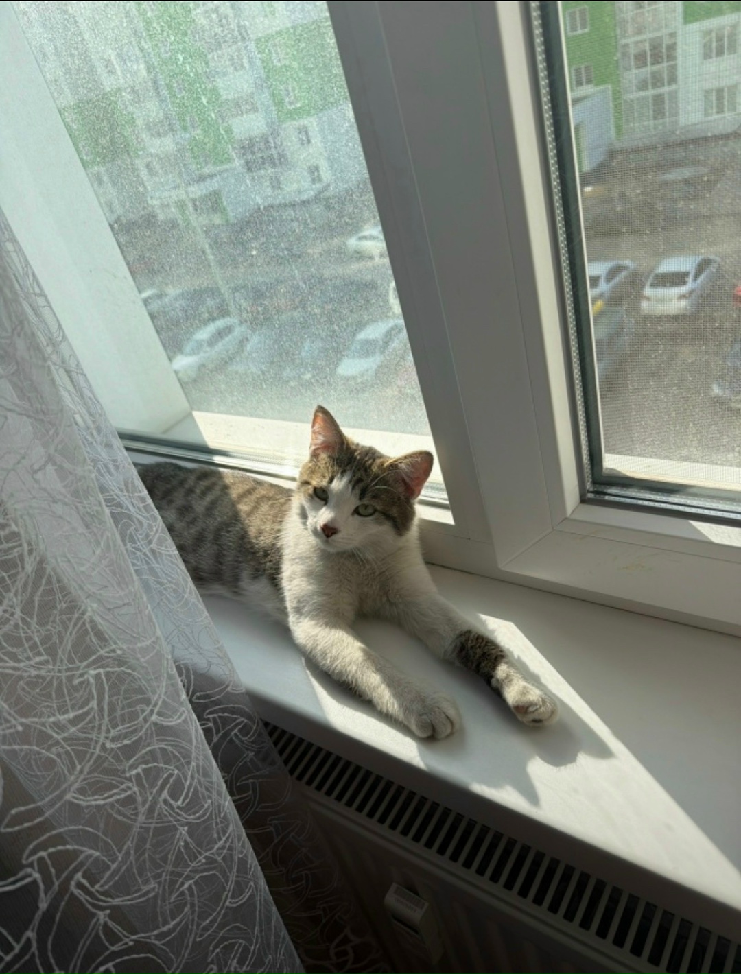 Пропала кошка в Воронеже — фото объявления