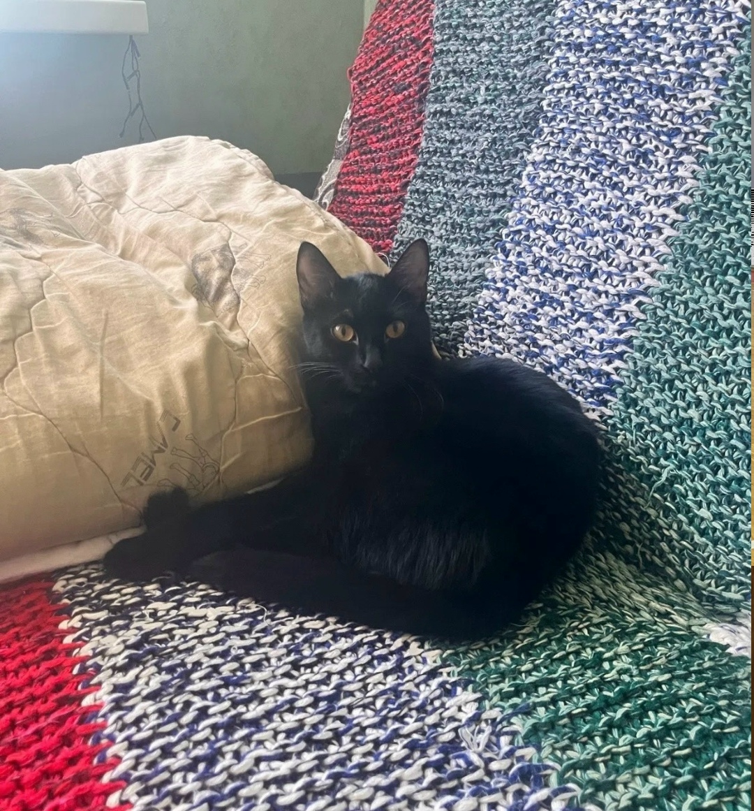 Пропала собака в Воронеже — фото объявления