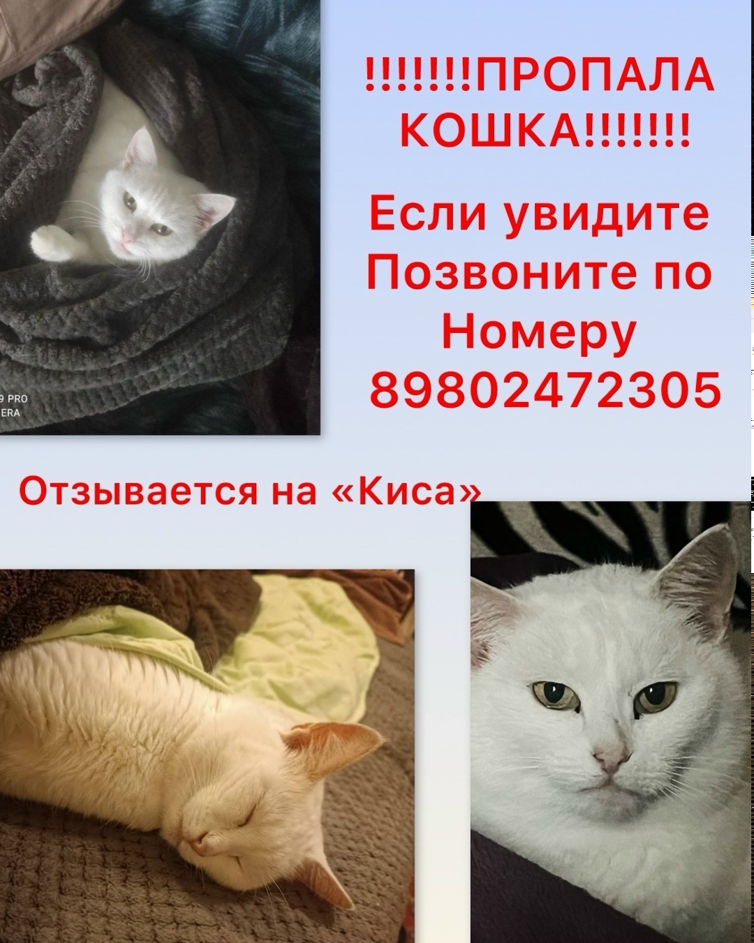 Пропала кошка в Воронеже — фото объявления