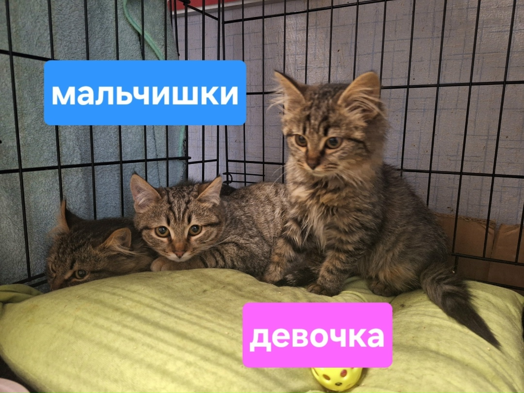 Найдена собака в Воронеже — фото объявления