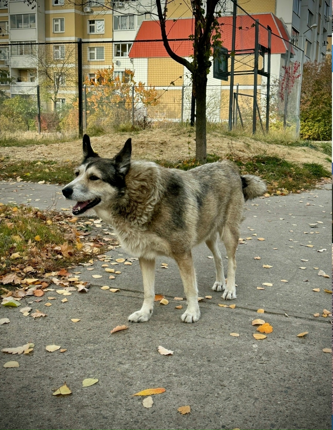 Пропала собака в Воронеже — фото объявления