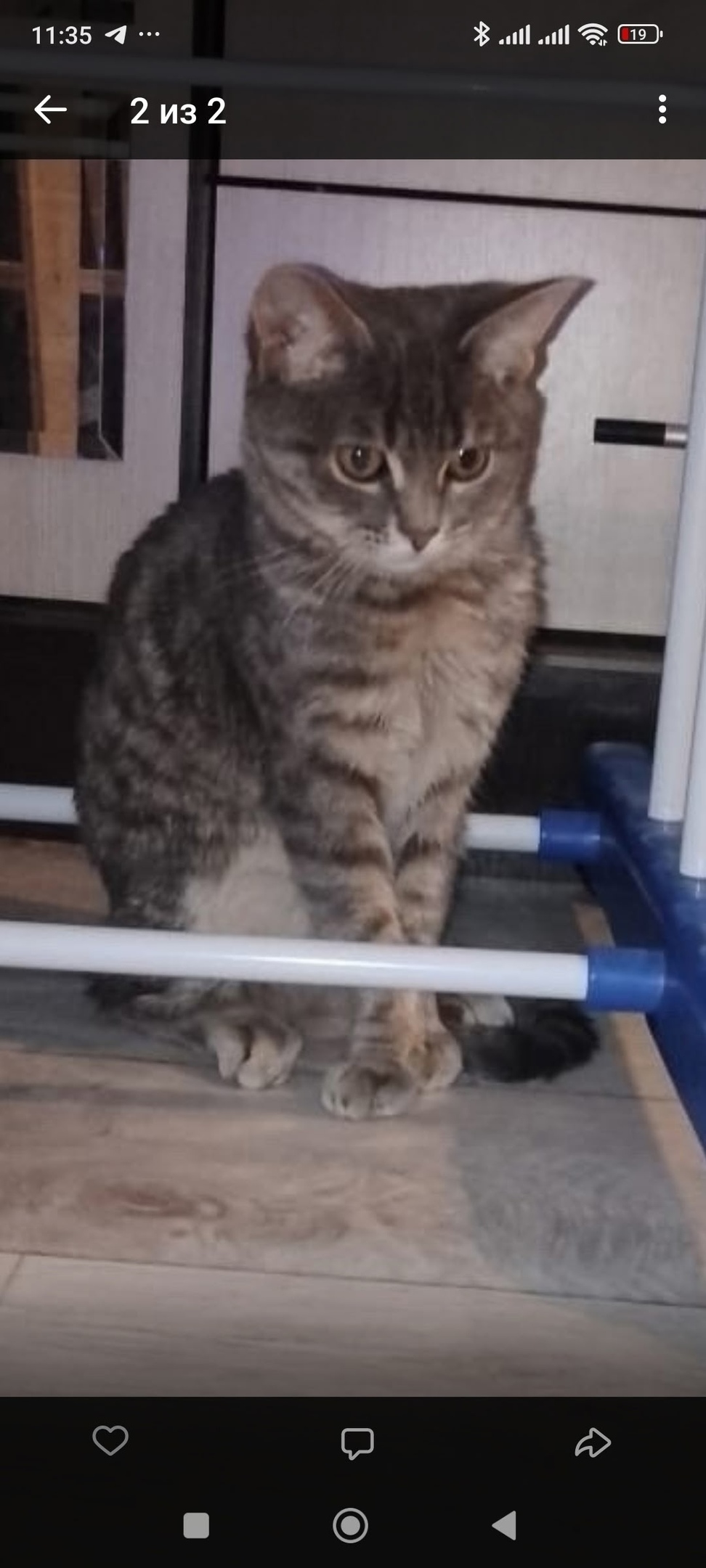 Пропала кошка в Воронеже — фото объявления