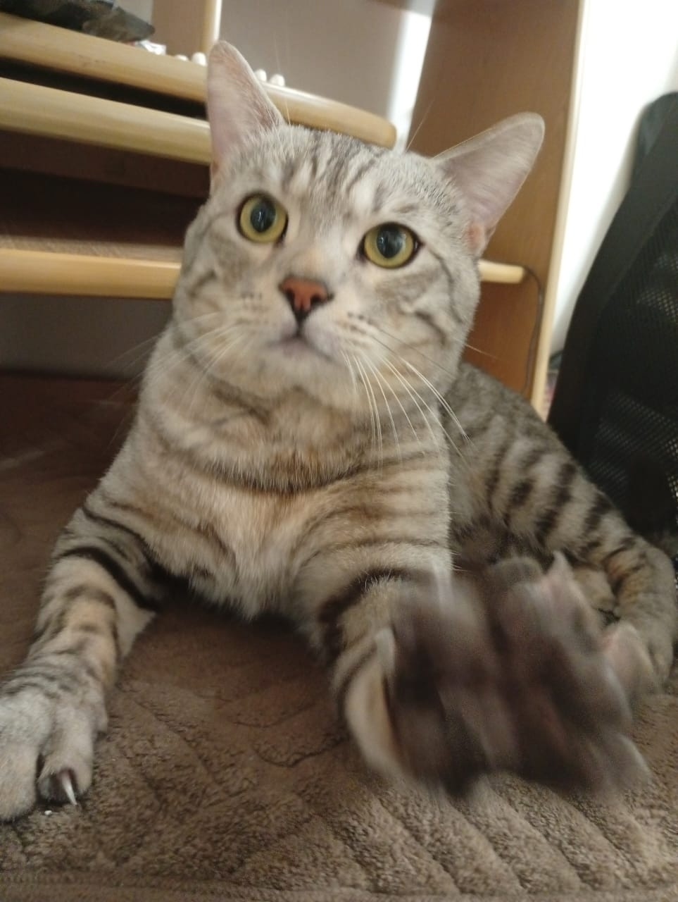 Найдена кошка в Воронеже — фото объявления