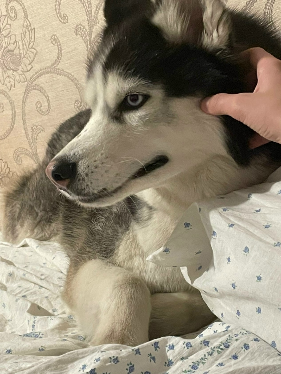 Пропала собака в Воронеже — фото объявления