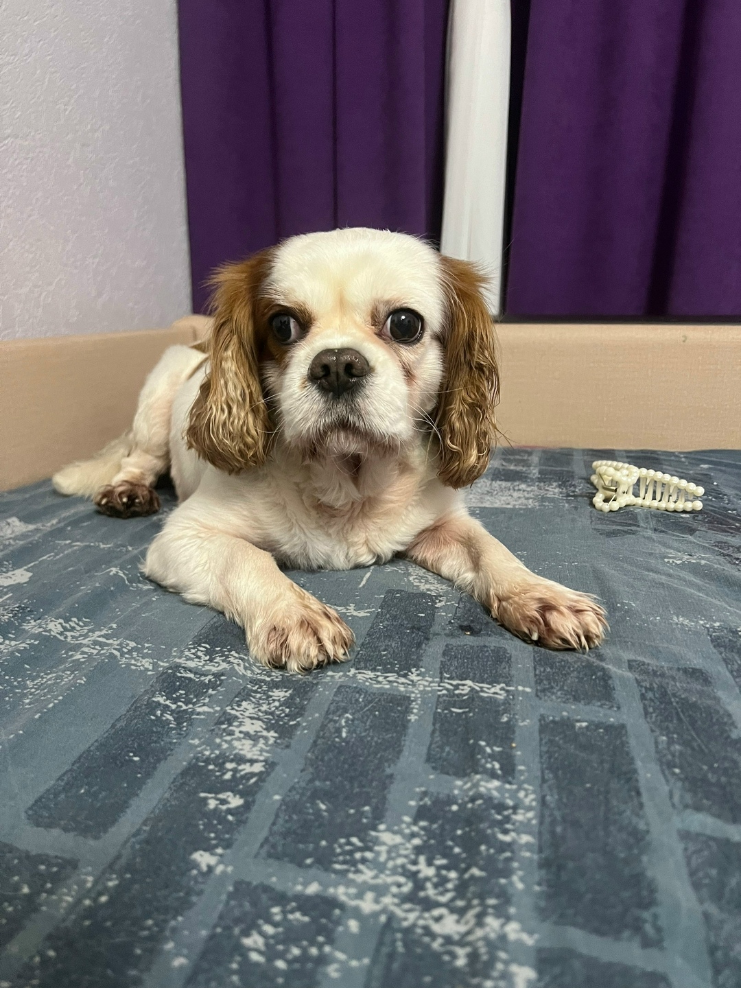 Найдена собака в Воронеже — фото объявления