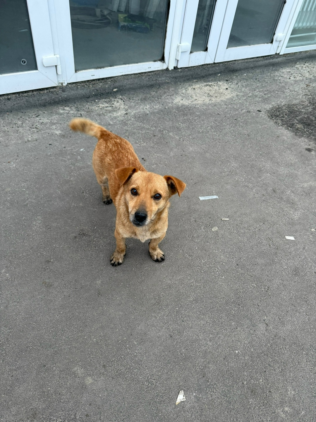 Пропала собака в Воронеже — фото объявления