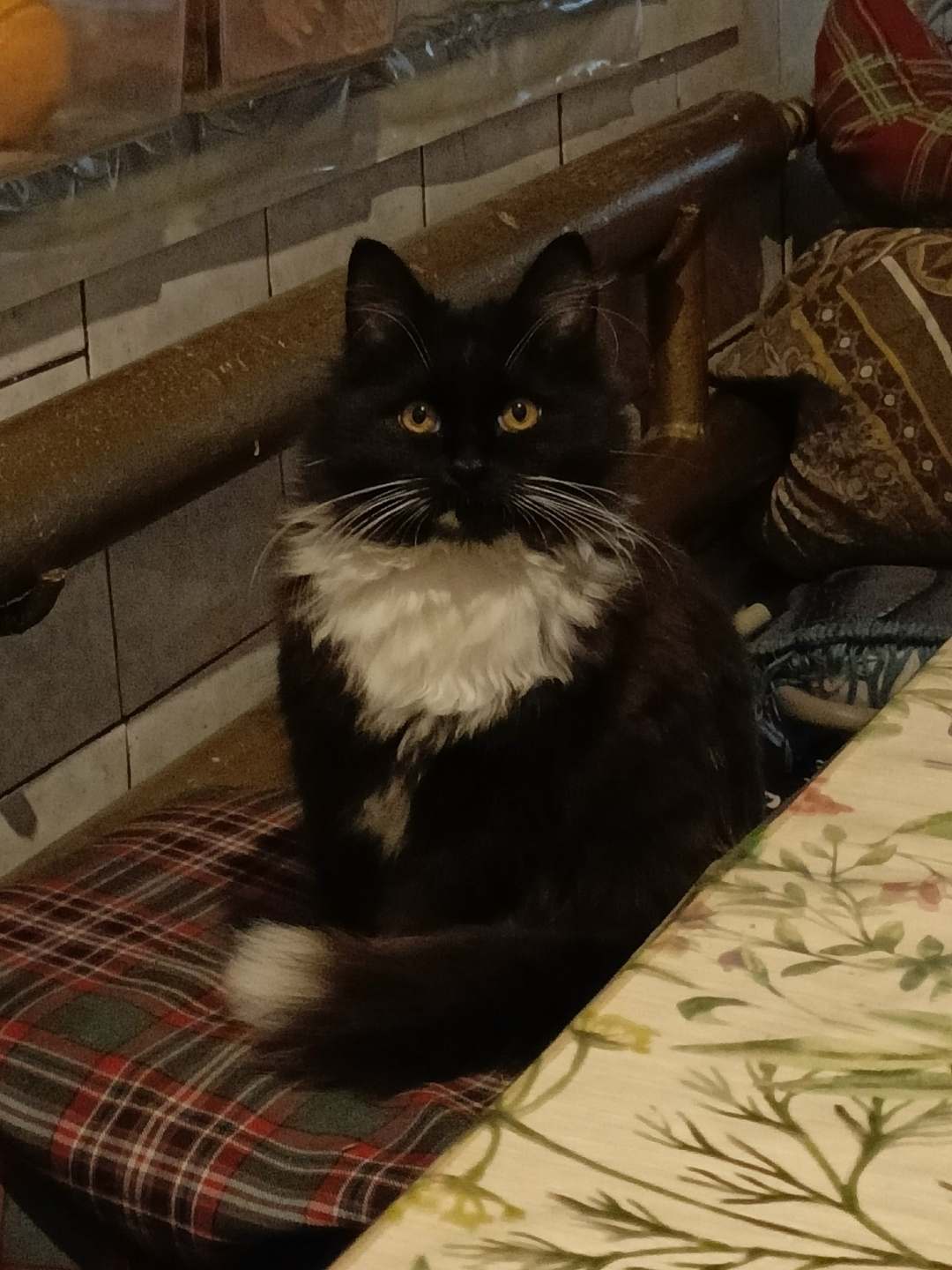 Пропала кошка в Воронеже — фото объявления