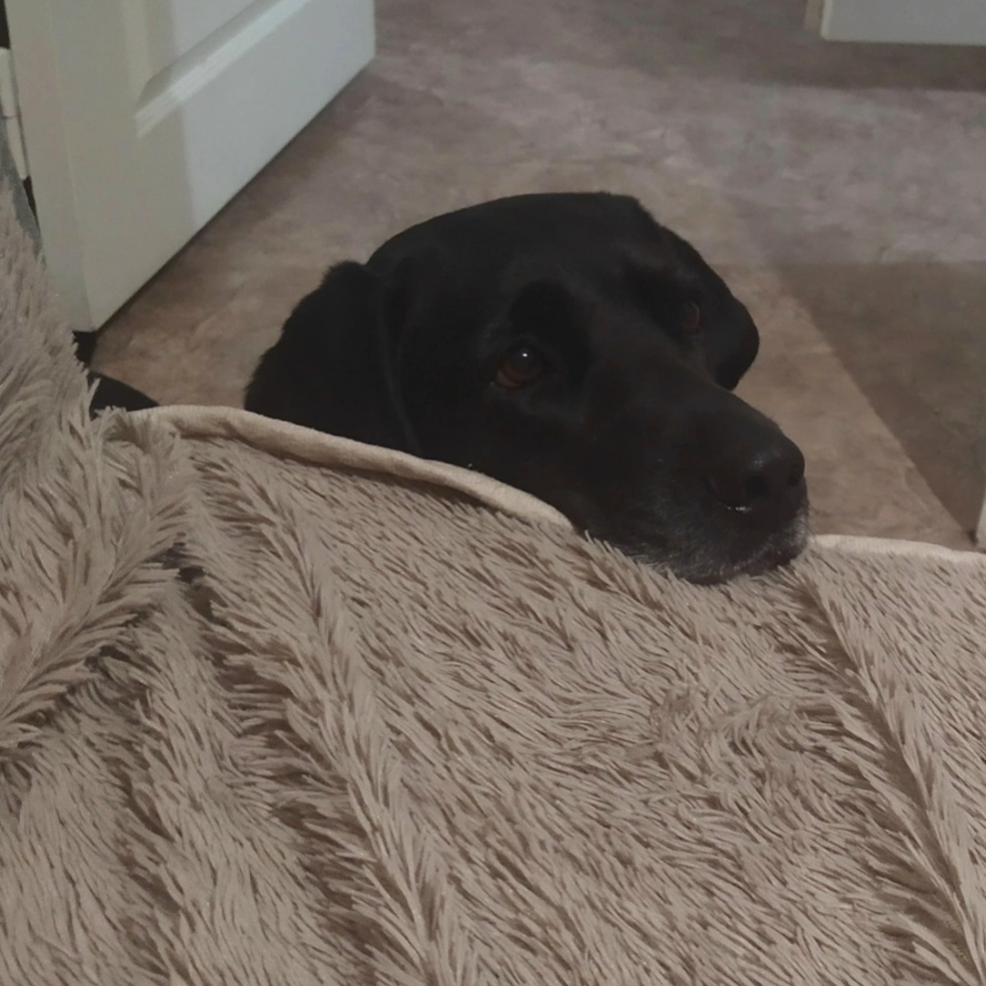 Пропала собака в Воронеже — фото объявления