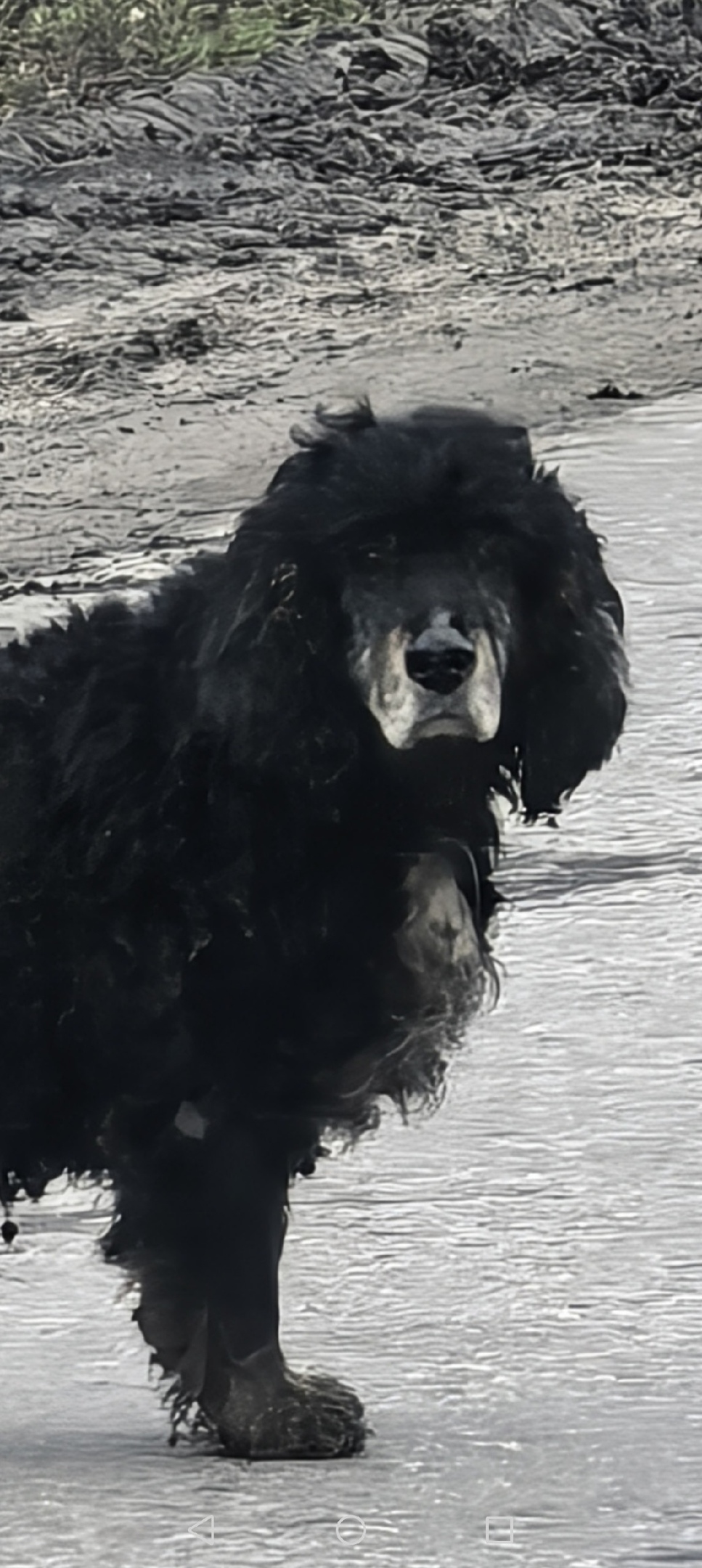 Найдена собака в Воронеже — фото объявления