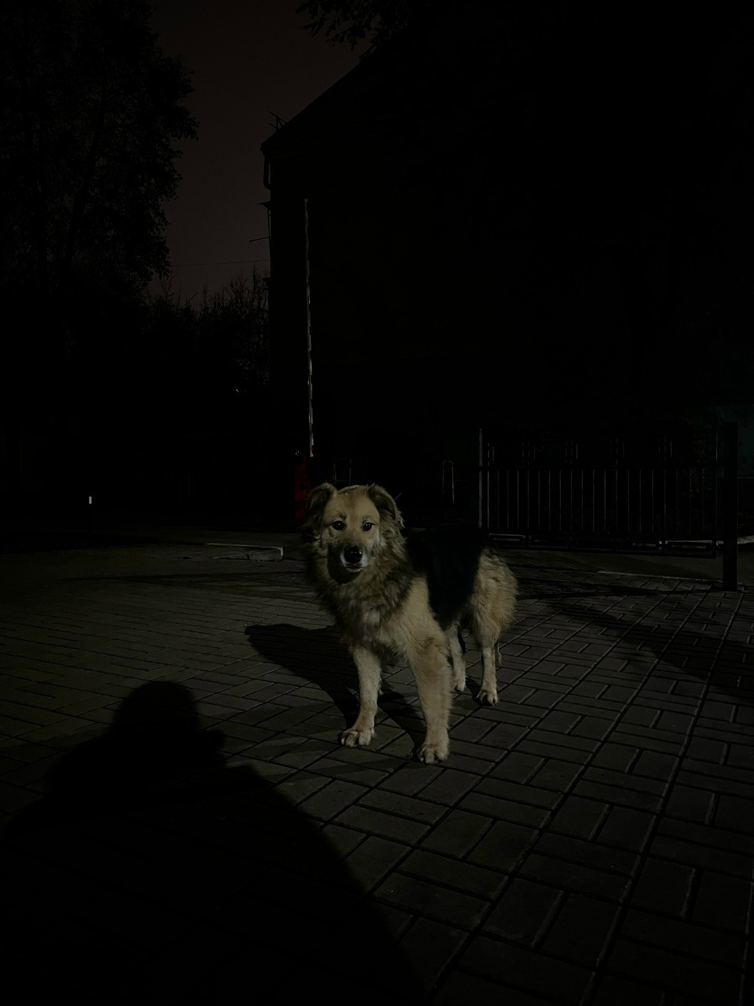 Пропала собака в Воронеже — фото объявления