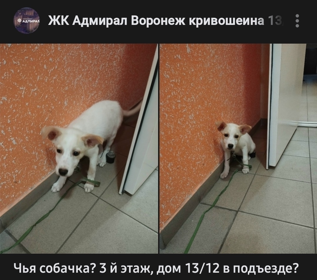 Найдена собака в Воронеже — фото объявления