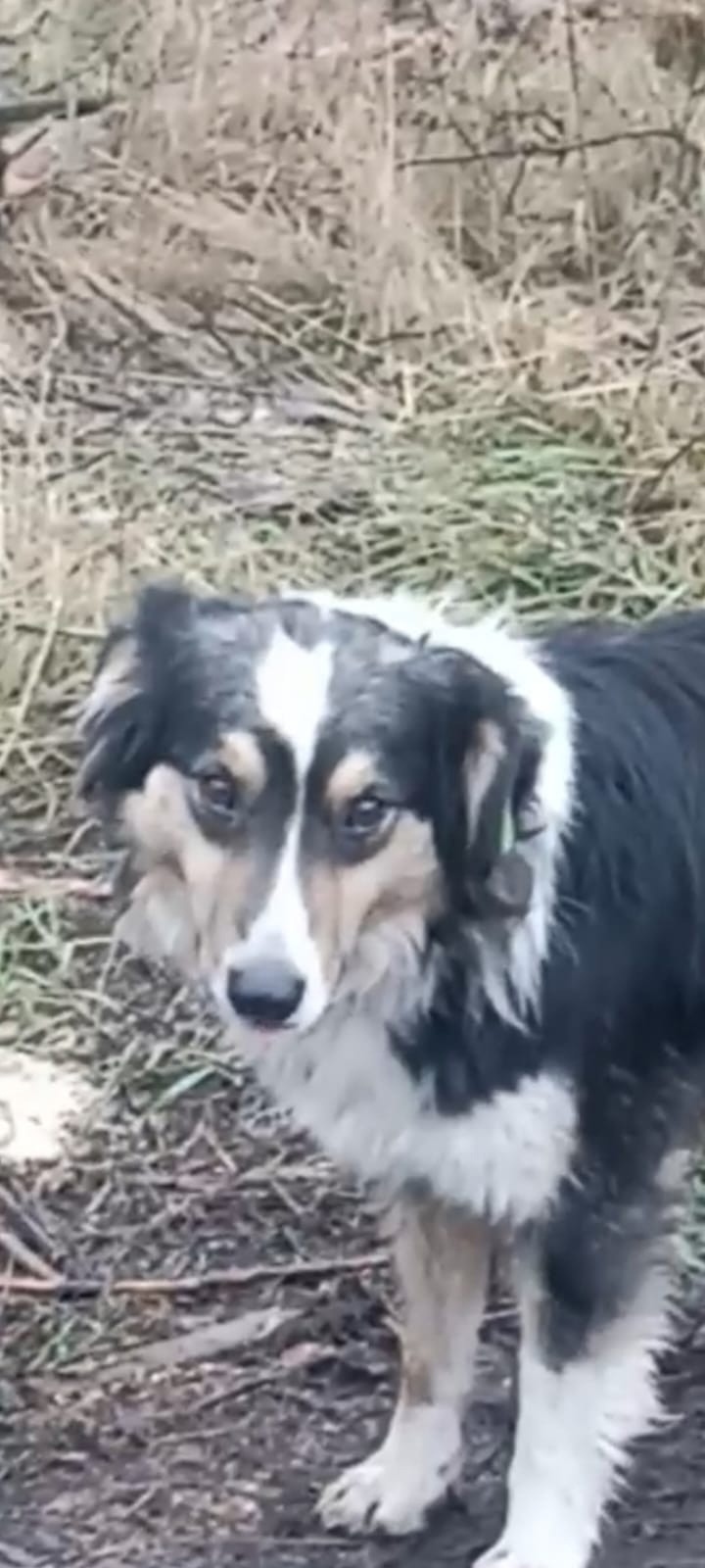 Пропала собака в Воронеже — фото объявления